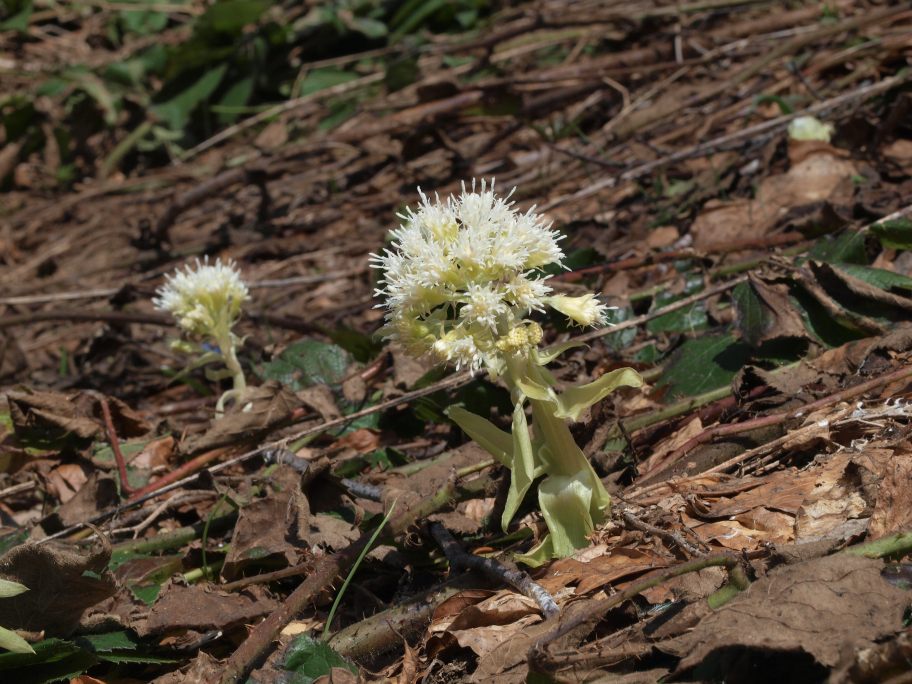 Prima uscita botanico-naturalista, Monte Menegosa, Piacenza