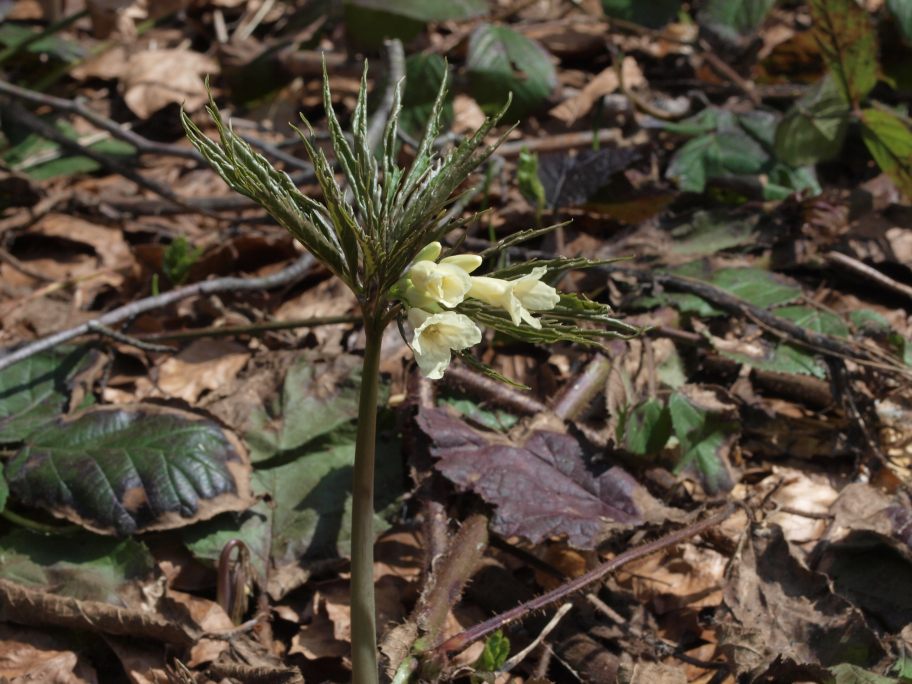 Prima uscita botanico-naturalista, Monte Menegosa, Piacenza