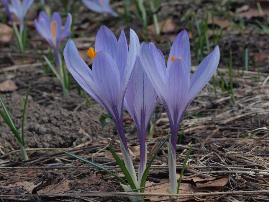 Prima uscita botanico-naturalista, Monte Menegosa, Piacenza