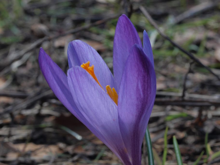 Prima uscita botanico-naturalista, Monte Menegosa, Piacenza