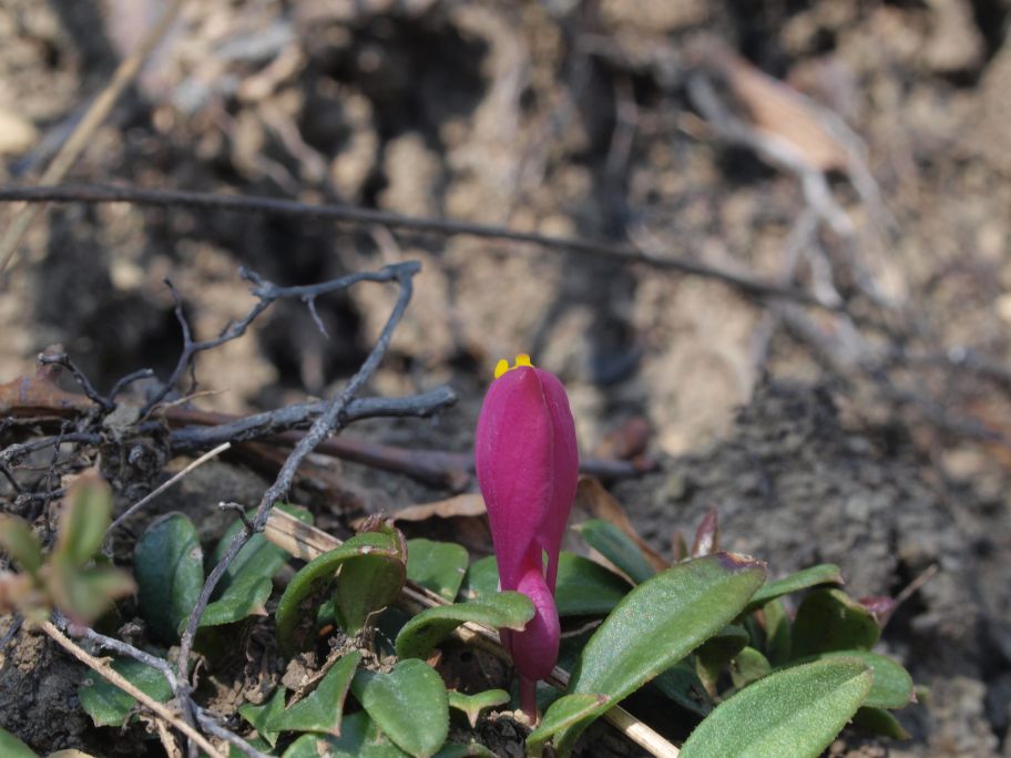 Prima uscita botanico-naturalista, Monte Menegosa, Piacenza