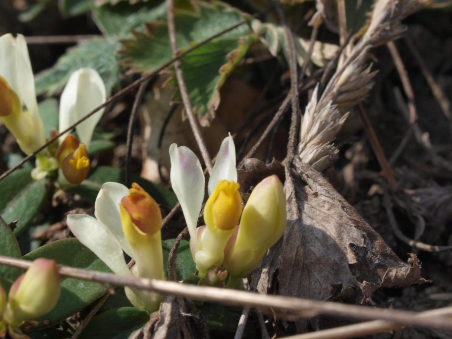 Prima uscita botanico-naturalista, Monte Menegosa, Piacenza