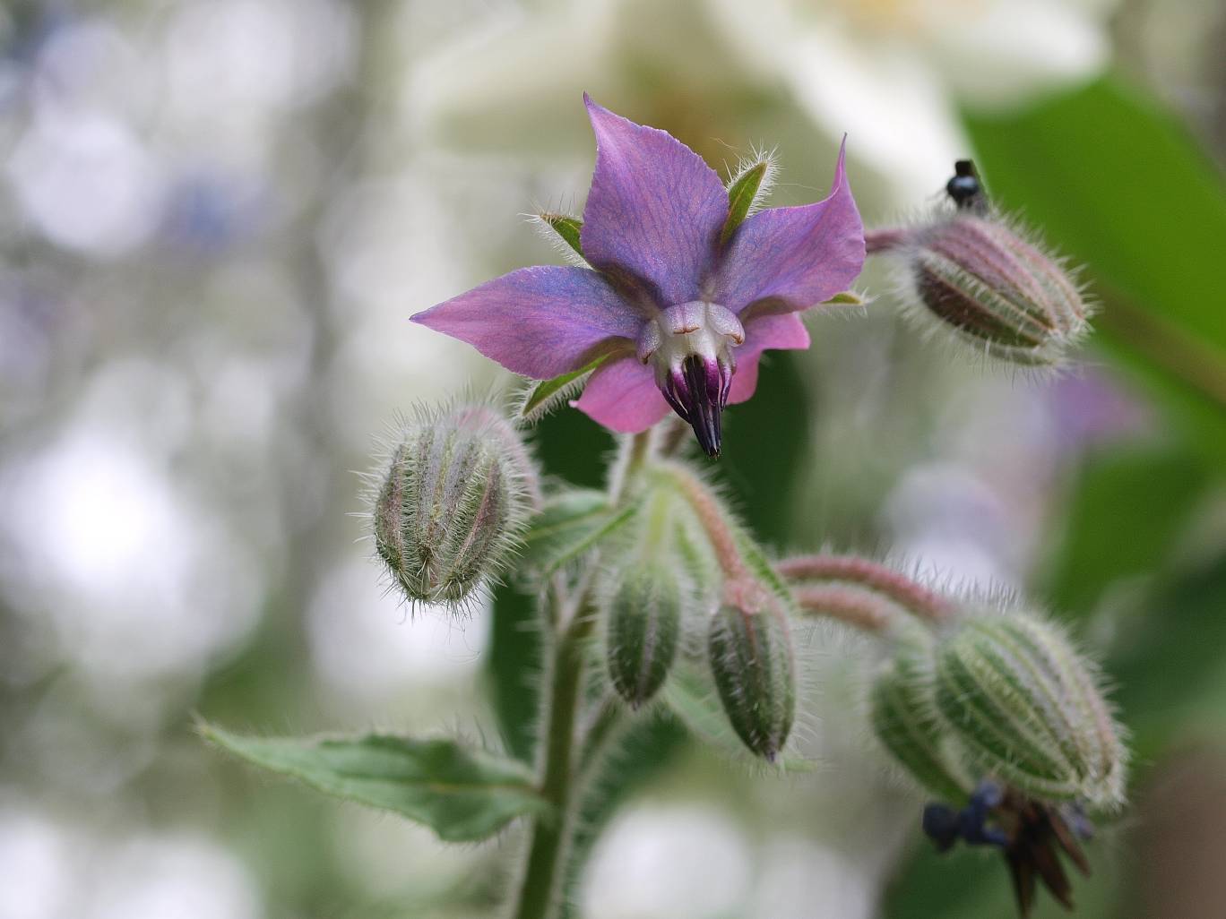 altra aquilegia - no, Borago officinalis