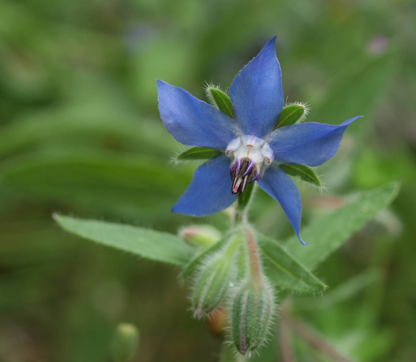 altra aquilegia - no, Borago officinalis