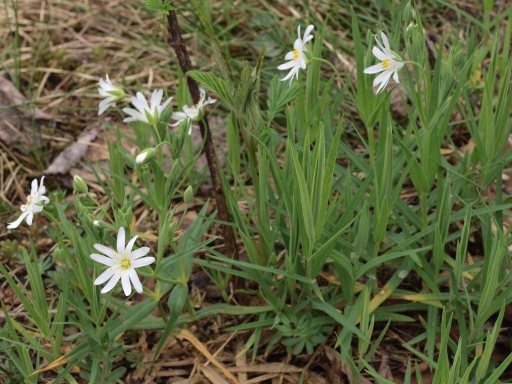 Rabelera holostea (=Stellaria holostea) / Centocchio garofanina