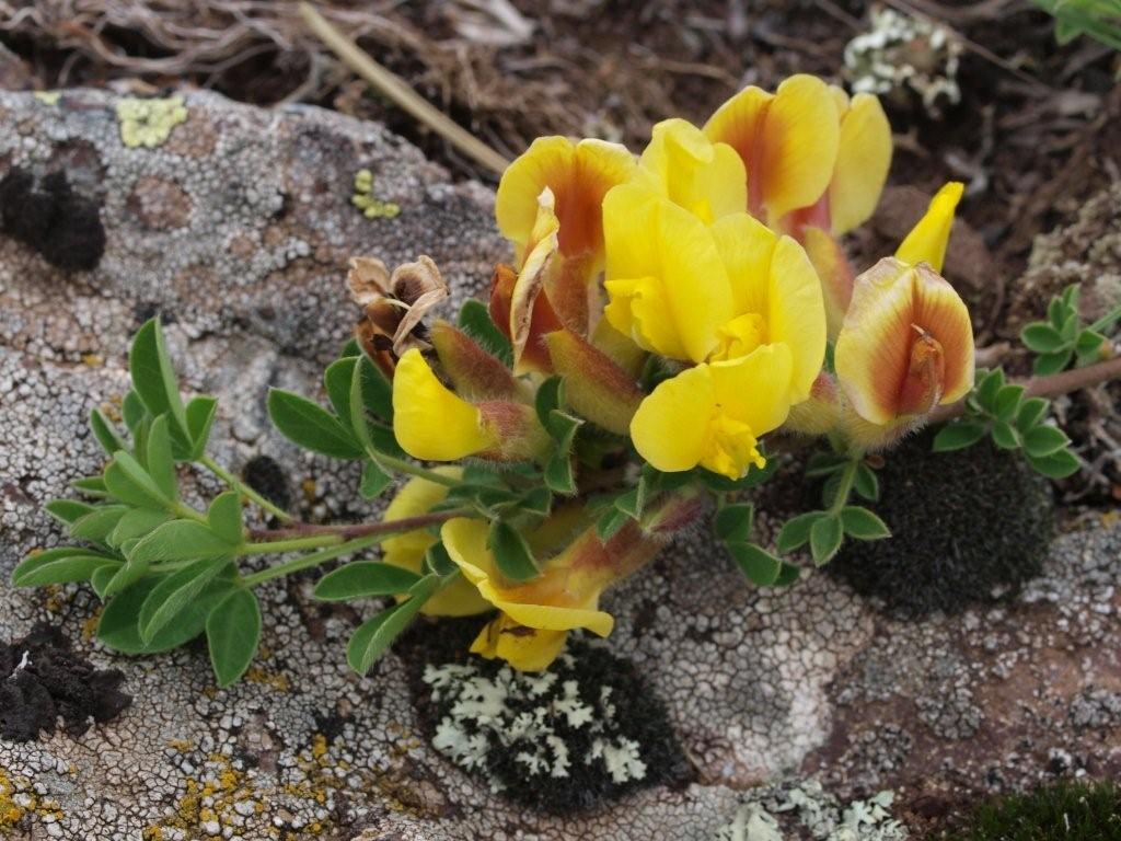 Emilia Romagna - Chamaecytisus hirsutus