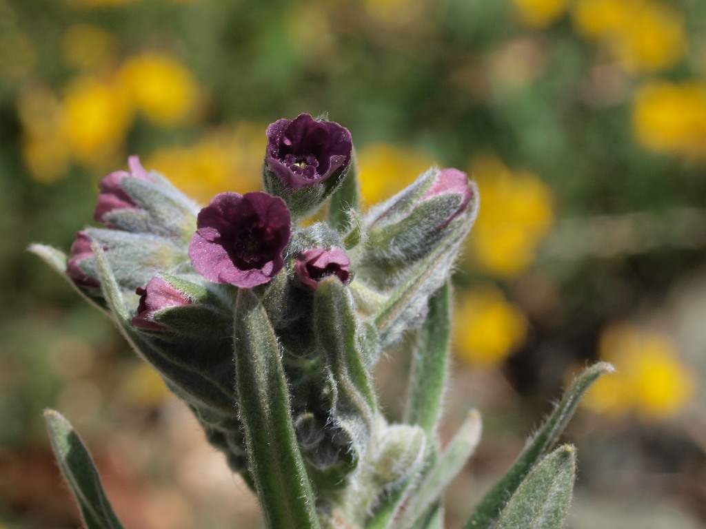 secondo fiore monte Ragola, PC - Cynoglossum officinale