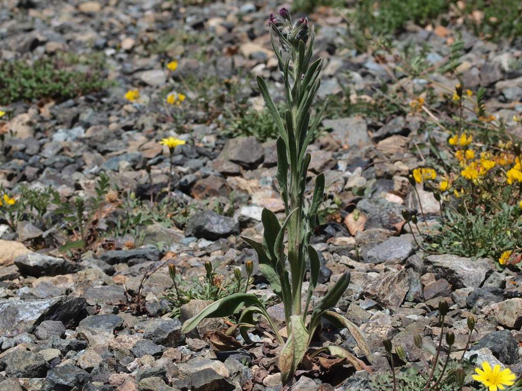 secondo fiore monte Ragola, PC - Cynoglossum officinale