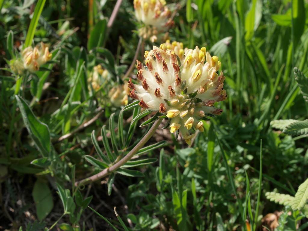 Monte Ragola, PC - Anthyllis vulneraria  s.l.