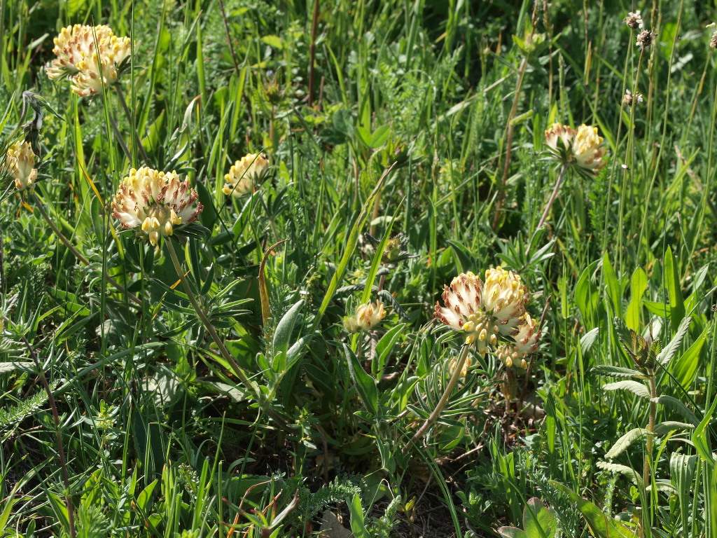 Monte Ragola, PC - Anthyllis vulneraria  s.l.