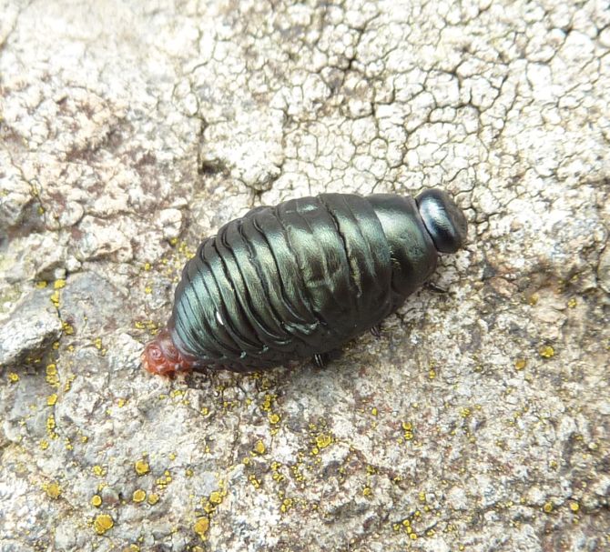 strano insetto da id. - larva Timarcha pimelioides