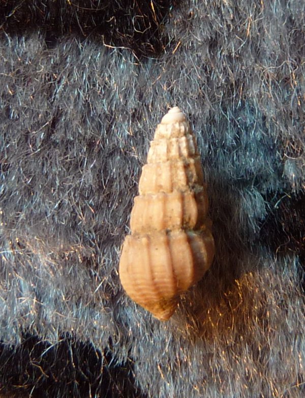 Nassarius turbinellus (Brocchi, 1814)