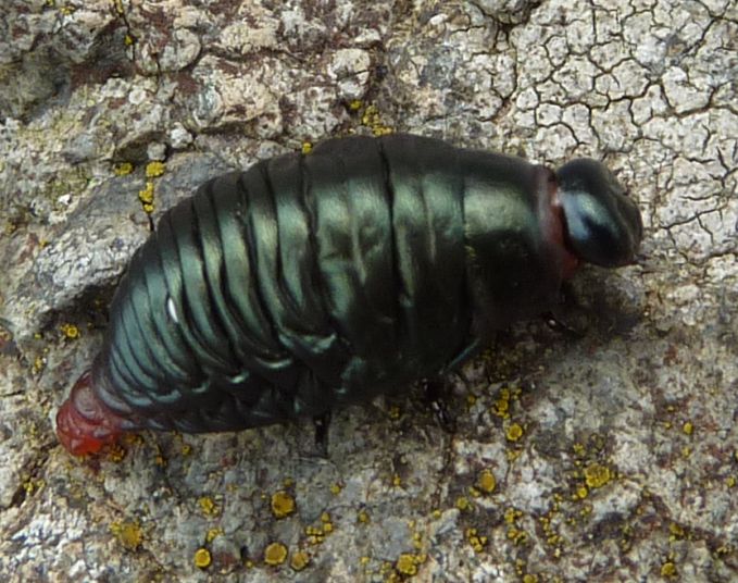 strano insetto da id. - larva Timarcha pimelioides