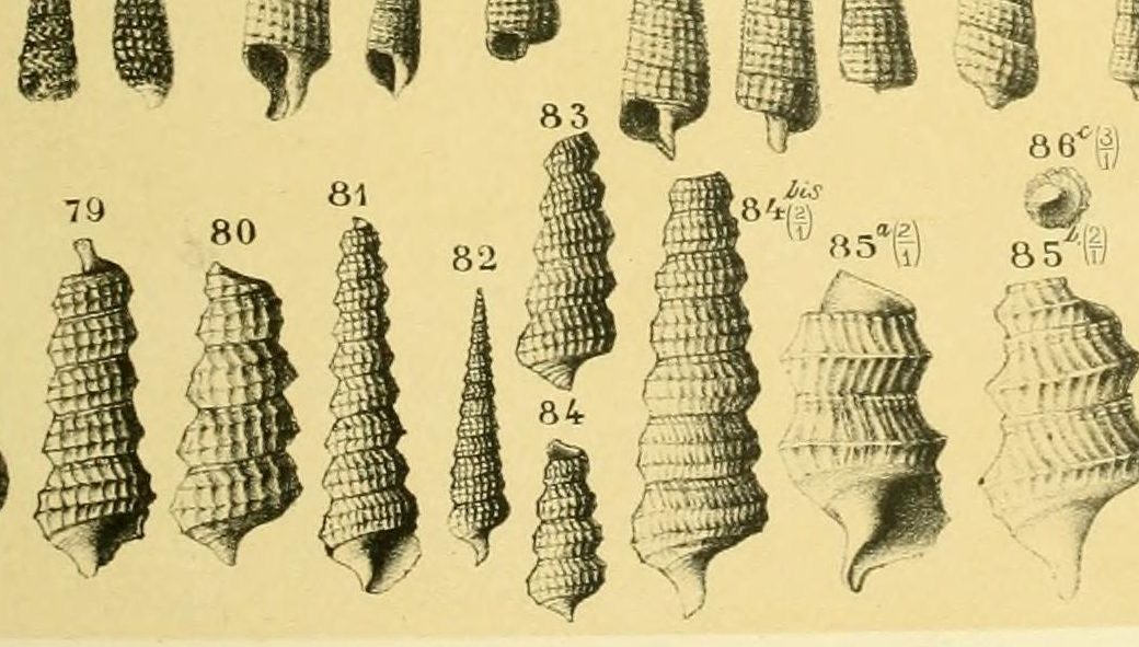 Cerithiella genei (Bellardi & Michelotti, 1840)