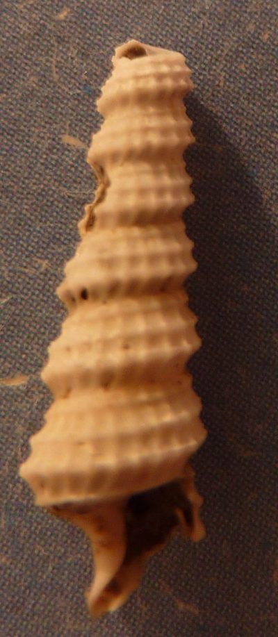 Cerithiella genei (Bellardi & Michelotti, 1840)