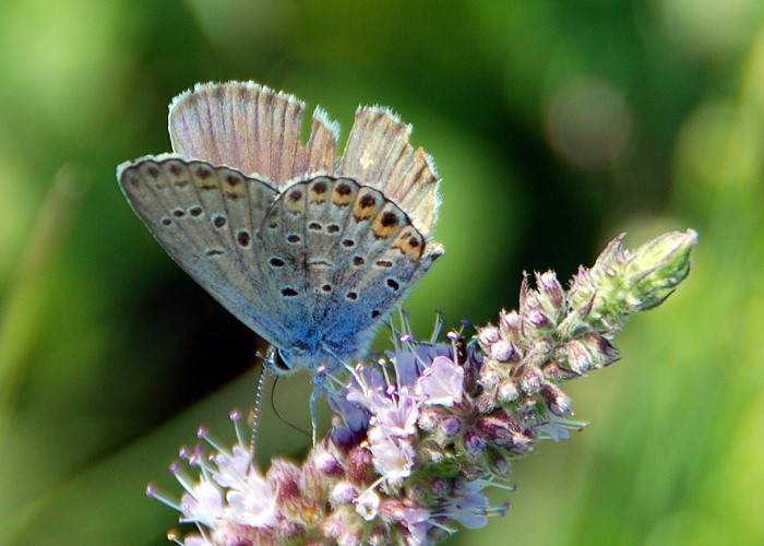 entrambe Polyommatus bellargus?