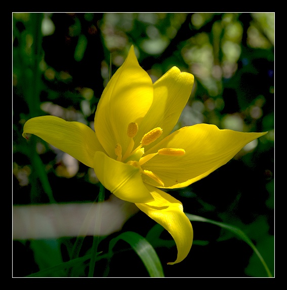 Tulipa sylvestris / Tulipano selvatico dei campi