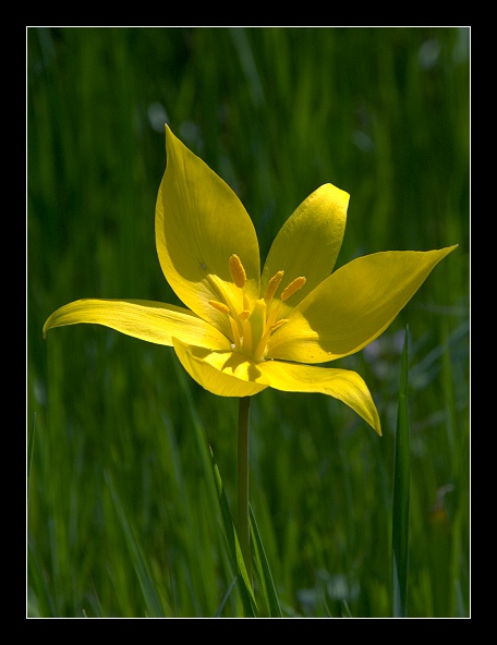 Tulipa sylvestris / Tulipano selvatico dei campi