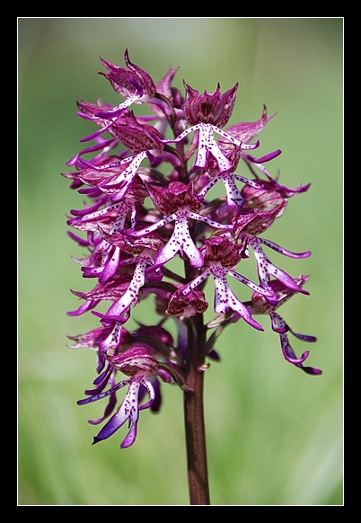 Ibridi di Orchis purpurea