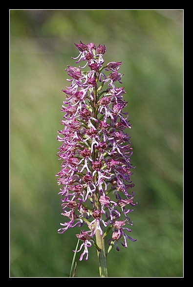 Ibridi di Orchis purpurea