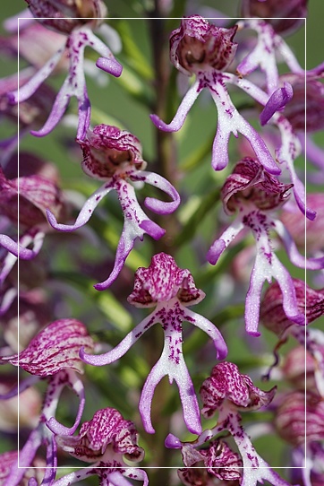 Ibridi di Orchis purpurea