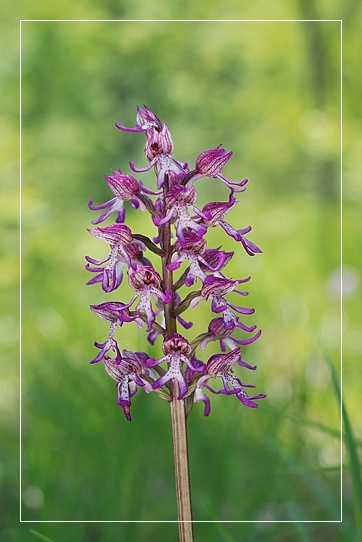 Ibridi di Orchis purpurea