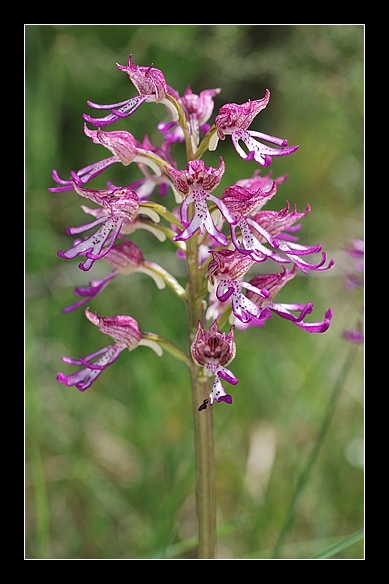 Ibridi di Orchis purpurea