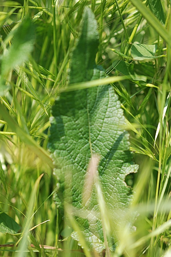 Salvia pratensis