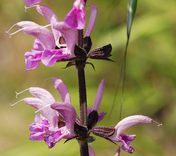 Salvia pratensis