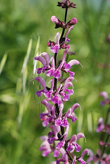 Salvia pratensis