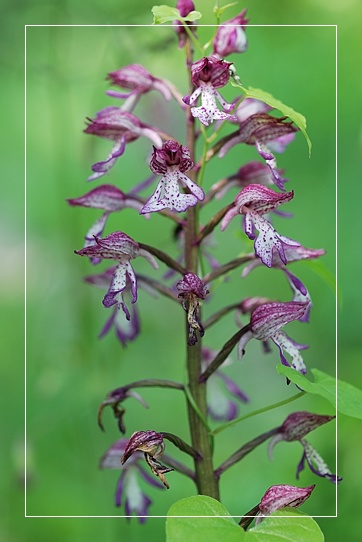 O. purpurea x O. militaris