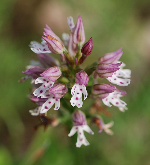 Orchidee Euganeo-Beriche 2