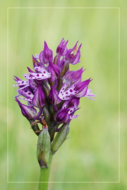 Orchis x dietrichiana