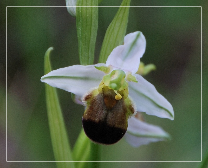 Ophrys apifera bicolor