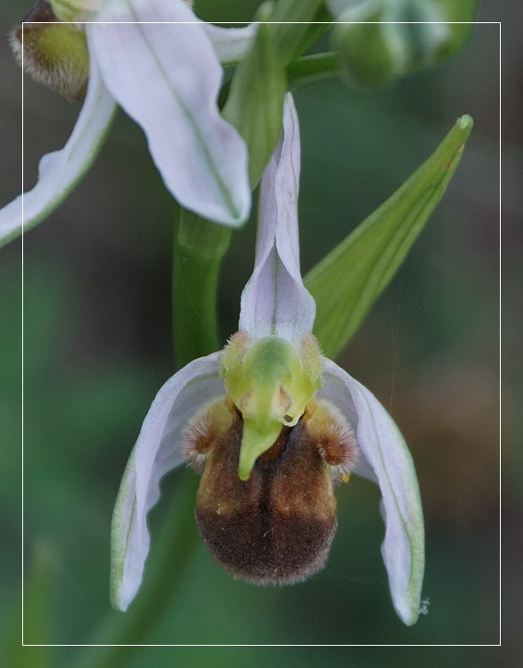 Ophrys apifera bicolor