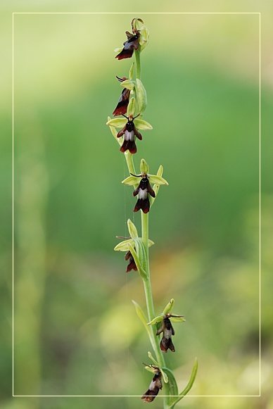 Orchidee Euganeo-Beriche 2