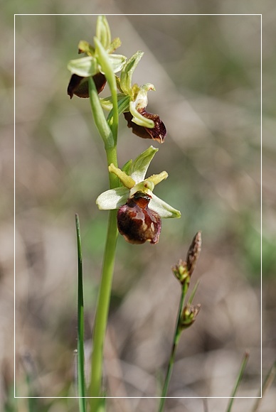 Orchidee Euganeo-Beriche 2