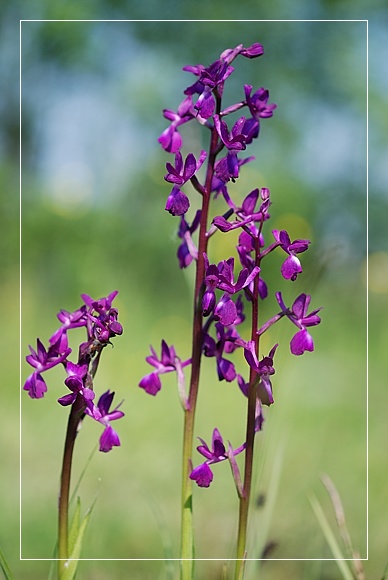 Orchidee Euganeo-Beriche 2