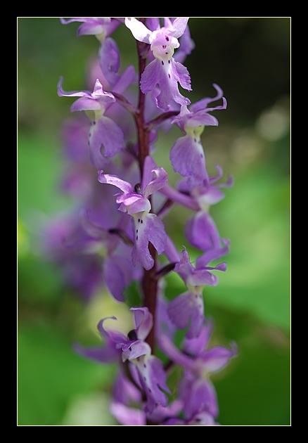 Orchidee Euganeo-Beriche 2