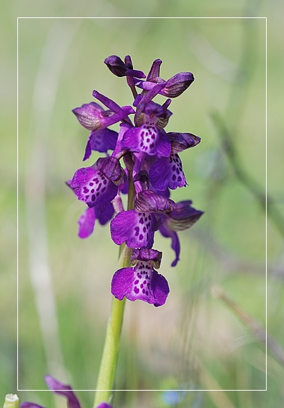 Orchidee Euganeo-Beriche 2