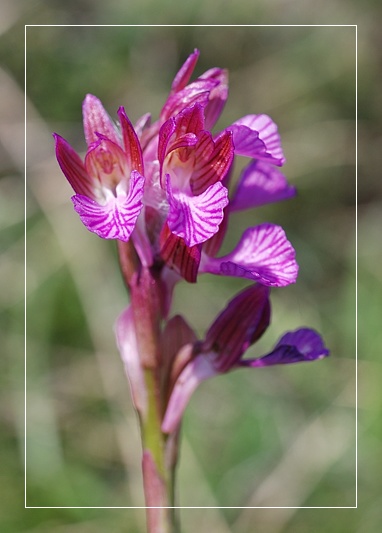 Orchidee Euganeo-Beriche 2