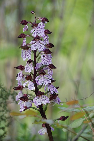 Orchidee Euganeo-Beriche 2