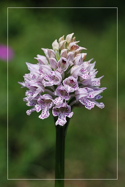 Orchidee Euganeo-Beriche 2