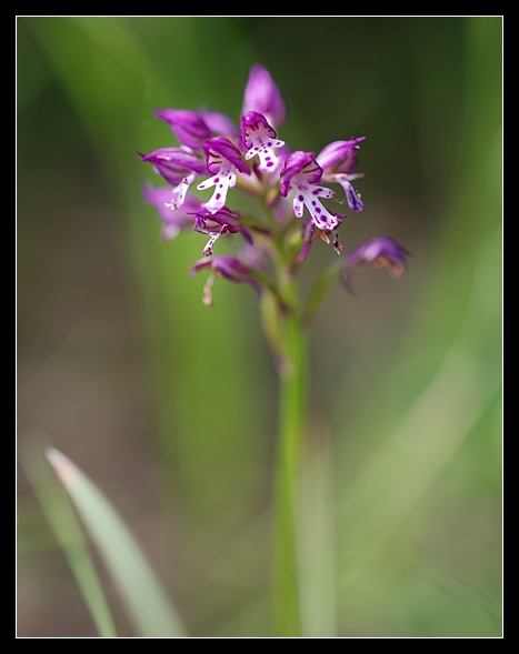 Orchidee Euganeo-Beriche 2