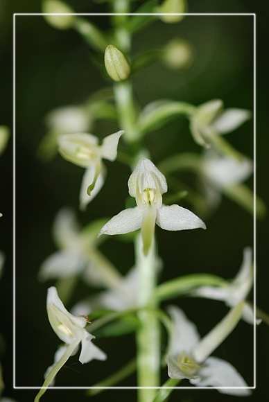 Orchidee Euganeo-Beriche 2