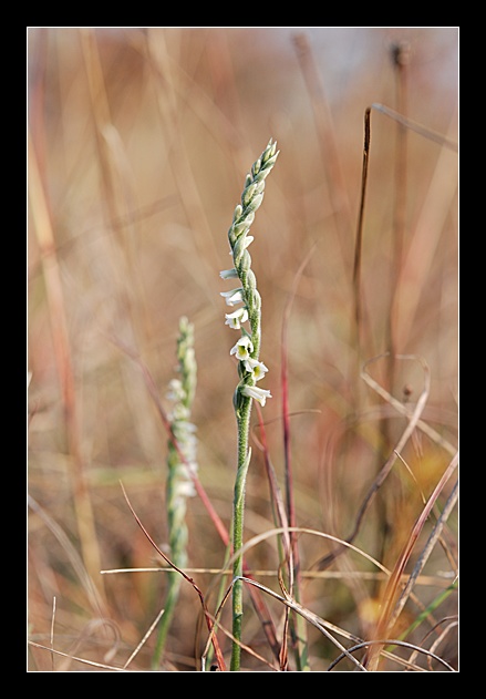 Orchidee Euganeo-Beriche 2