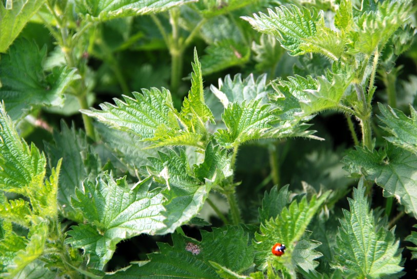 Urtica  dioica