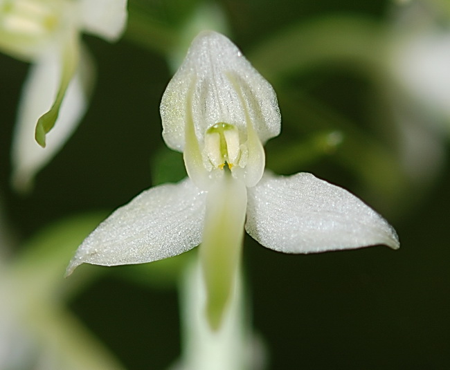 ibrido di Platanthera chlorantha x bifolia?