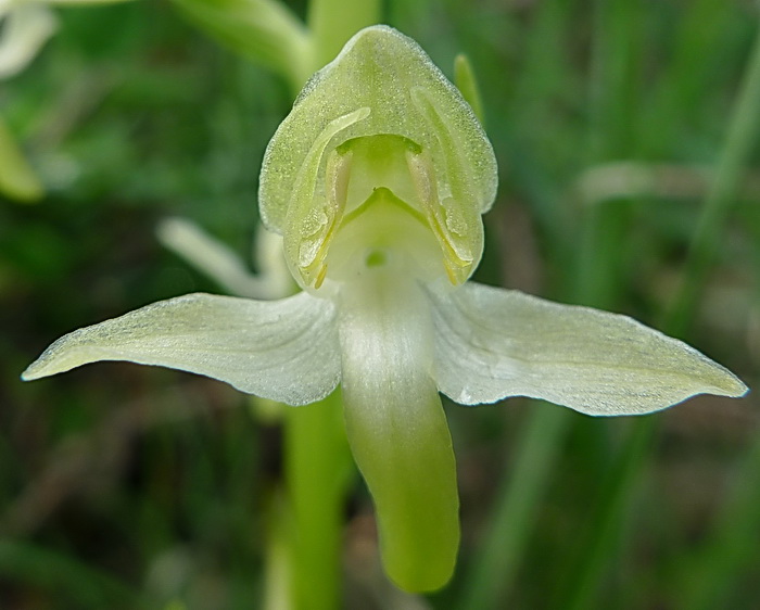 ibrido di Platanthera chlorantha x bifolia?