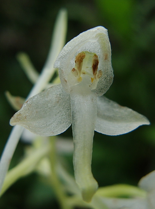 ibrido di Platanthera chlorantha x bifolia?